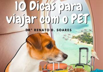 10 dicas para viajar com pet 