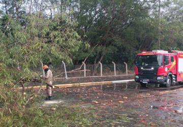 Bombeiros retiram árvore que caiu em cima de carro em avenida