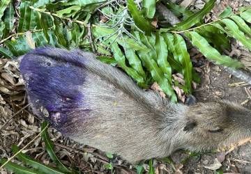 Polícia investiga morte de capivaras na zona oeste do Rio