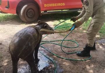 Em Campo Verde: Bombeiros resgatam anta às margens da rodovia MT-140