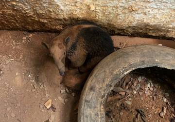 Corpo de Bombeiros resgata cão, porco-espinho e tamanduá-mirim de locais de risco