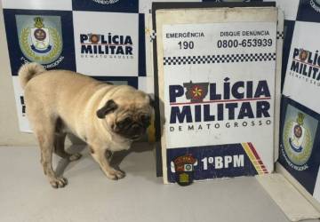 Cachorro é sequestrado de pet shop e mulher é presa após pedir resgate do animal à tutora em MT