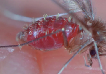 Vigilância epidemiológica confirma leishmaniose visceral como causa de mortes de dois bebês em Rondonópolis (MT)