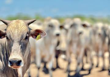 Mato Grosso registra aumento de 18,2% no abate de bovinos e mantém crescimento no setor pecuário, segundo IBGE