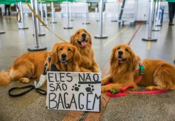 Férias chegam e trazem um dilema: viajar ou não com os pets?