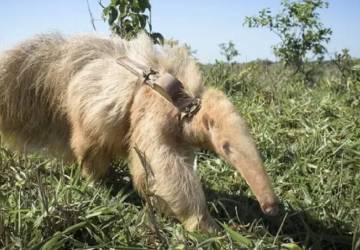 Conheça animais albinos raríssimos que atraem curiosos para o Pantanal