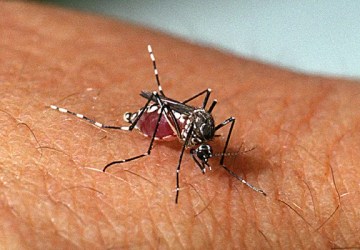 Saúde atua na realização de bloqueio químico e remoção de focos de mosquito da dengue