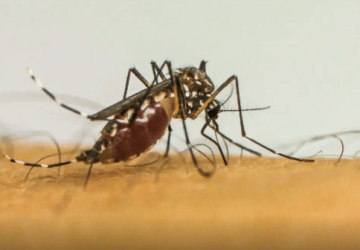 SES alerta população sobre importância da prevenção e combate ao mosquito Aedes aegypti