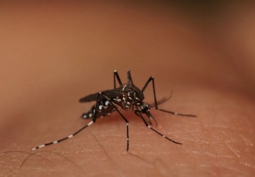 Aumento nos casos de dengue faz município em MT decretar emergência e permitir entrada forçada em casas para fiscalização