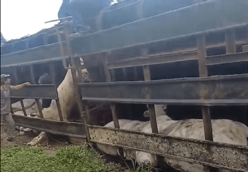 Carreta que transportava bois tomba em rodovia e deixa 16 animais mortos em MT