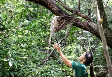 Urutau, maria-faceira e gambá são devolvidos à natureza após reabilitação