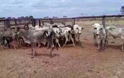 Polícias Civil e Militar prendem homem por furto de gado em Ribeirão Cascalheira e recuperam animais