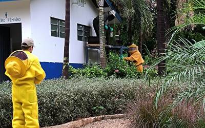 Corpo de Bombeiros remove enxame de abelhas que estava em telhado de banheiro de Parque Municipal