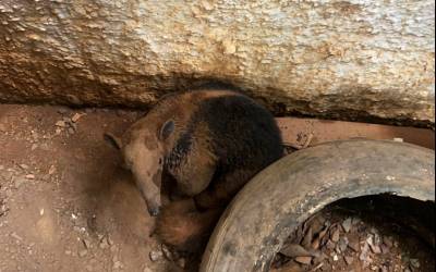 Corpo de Bombeiros resgata cão, porco-espinho e tamanduá-mirim de locais de risco