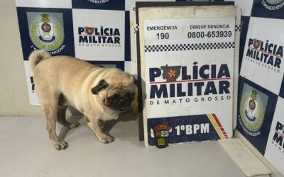 Cachorro é sequestrado de pet shop e mulher é presa após pedir resgate do animal à tutora em MT