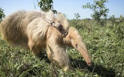 Conheça animais albinos raríssimos que atraem curiosos para o Pantanal