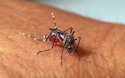 Saúde atua na realização de bloqueio químico e remoção de focos de mosquito da dengue