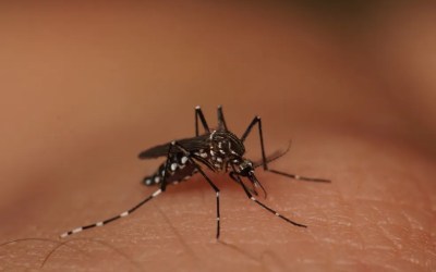 Aumento nos casos de dengue faz município em MT decretar emergência e permitir entrada forçada em casas para fiscalização