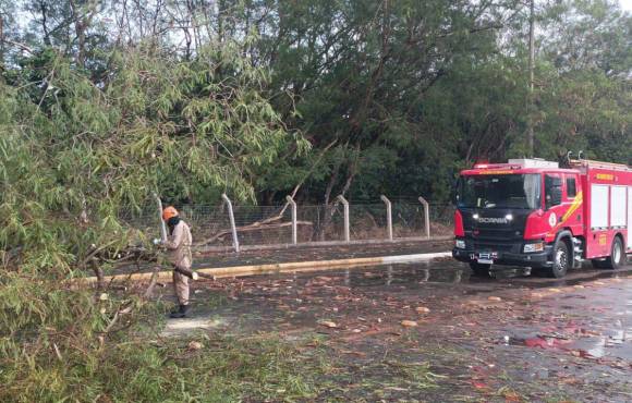 Bombeiros retiram árvore que caiu em cima de carro em avenida