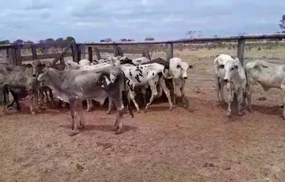 Polícias Civil e Militar prendem homem por furto de gado em Ribeirão Cascalheira e recuperam animais