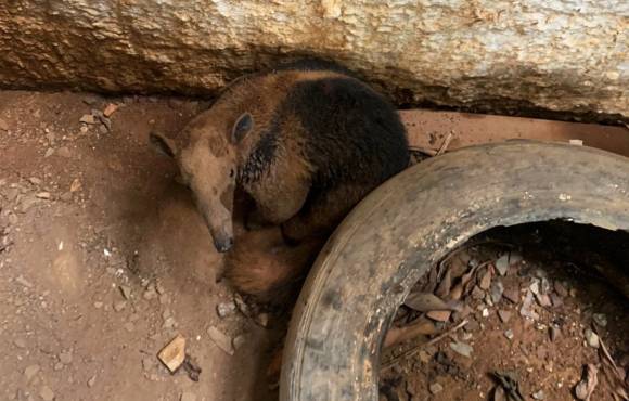 Corpo de Bombeiros resgata cão, porco-espinho e tamanduá-mirim de locais de risco