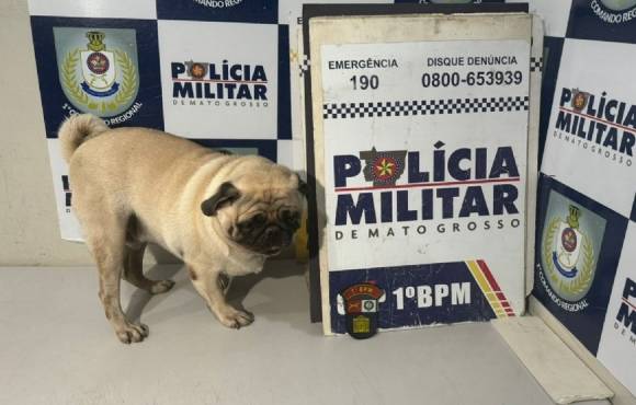 Cachorro é sequestrado de pet shop e mulher é presa após pedir resgate do animal à tutora em MT