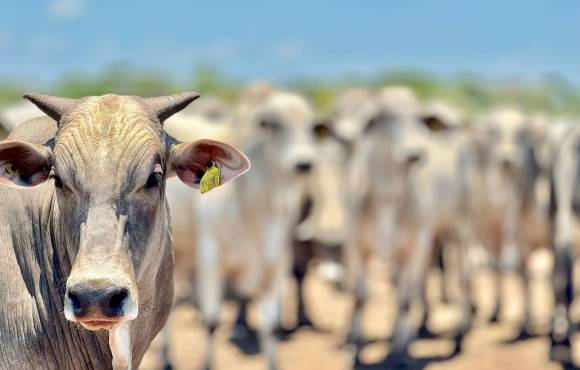 Mato Grosso registra aumento de 18,2% no abate de bovinos e mantém crescimento no setor pecuário, segundo IBGE