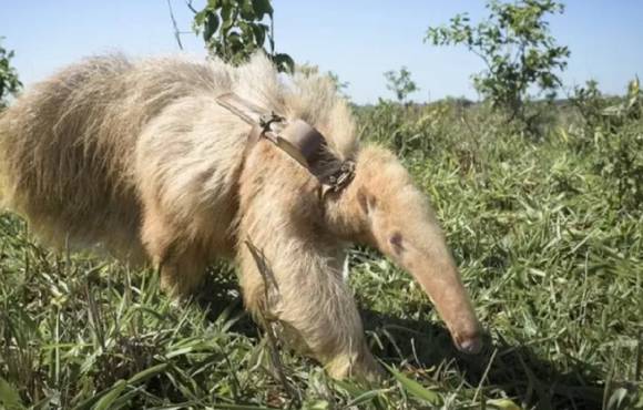 Conheça animais albinos raríssimos que atraem curiosos para o Pantanal