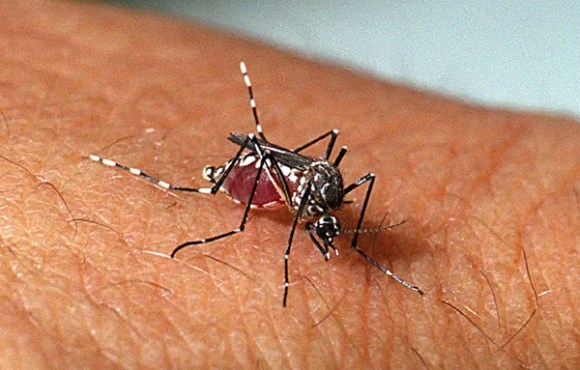 Saúde atua na realização de bloqueio químico e remoção de focos de mosquito da dengue