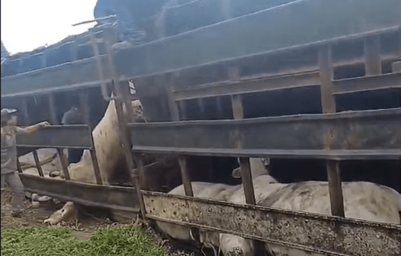 Carreta que transportava bois tomba em rodovia e deixa 16 animais mortos em MT