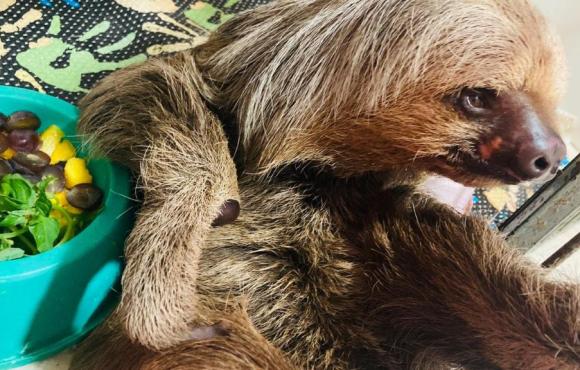 Bicho-preguiça e capivara são devolvidos à natureza em área de soltura de Sorriso